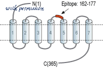 Alomone Labs R-101 image 2