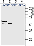 Alomone Labs S-185 image 1