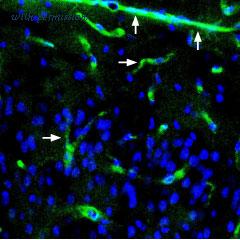 Alomone Labs S-205 image 1