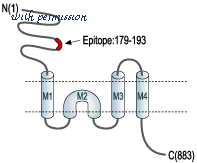 Alomone Labs STA-200 image 2