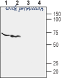 Alomone Labs STA-700 image 2