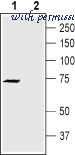Alomone Labs STC-751 image 1