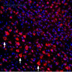 Alomone Labs STG-100 image 3
