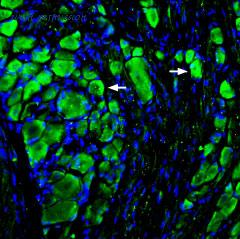 Alomone Labs STM-100 image 1