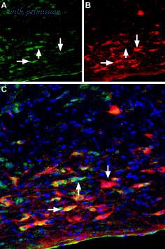 Alomone Labs STP-370 image 1