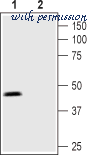 Alomone Labs STP-720 image 2