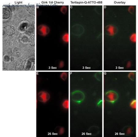 Alomone Labs STT-170-AG image 2