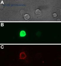Alomone Labs STT-170-FR image 1
