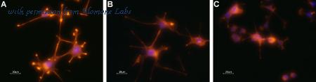 Alomone Labs T-460 image 1