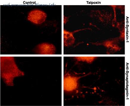 Alomone Labs T-460 image 2
