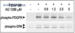 Alomone Labs T-770 image 2