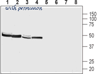 Alomone Labs Z-145 image 1