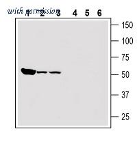 Alomone Labs AAR-014 image 1