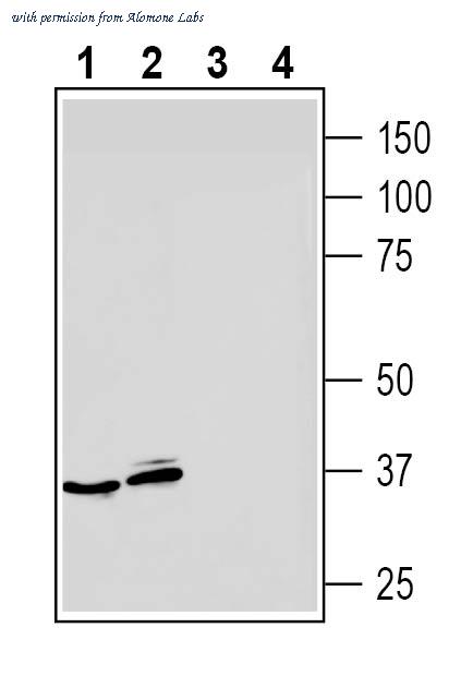 Alomone Labs AAR-035 image 1
