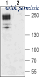 Alomone Labs ACC-003-GP image 1