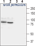 Alomone Labs ACC-039-GP image 1