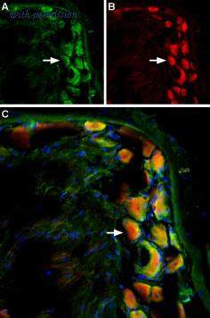 Alomone Labs ACC-039-GP image 2