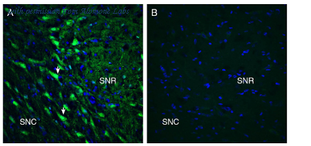 Alomone Labs ACR-062 image 2