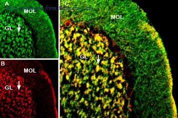 Alomone Labs AGA-001-GP image 2