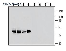 Alomone Labs AGR-026 image 1