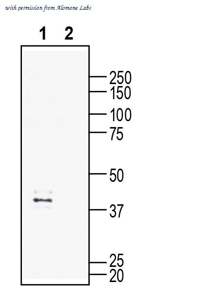 Alomone Labs AGR-036 image 1
