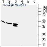 Alomone Labs AGR-046 image 1
