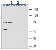 Alomone Labs AGR-050 image 1