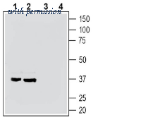 Alomone Labs AGR-051 image 1
