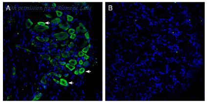Alomone Labs AGR-051 image 2