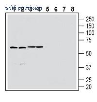 Alomone Labs AGR-060 image 1