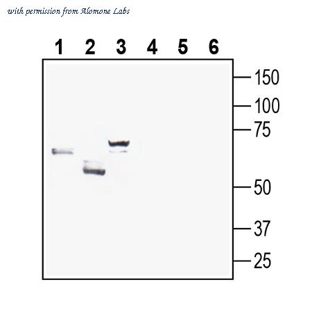 Alomone Labs AGT-028 image 1