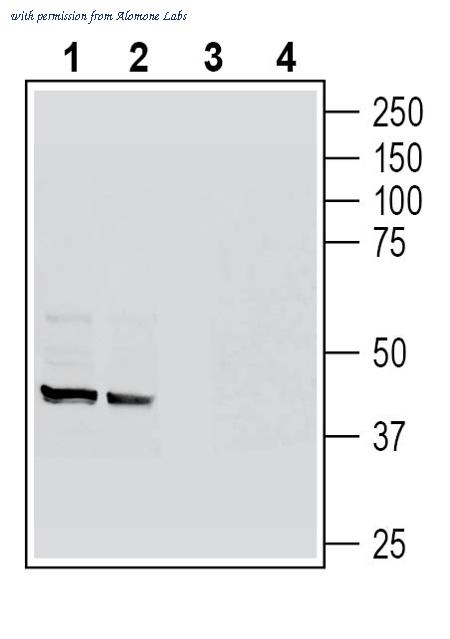 Alomone Labs AHR-012 image 1
