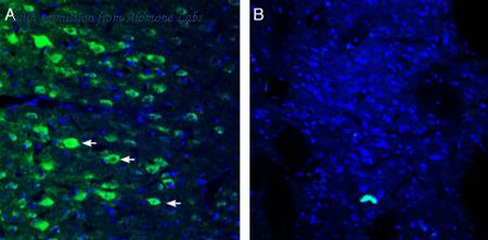 Alomone Labs AHR-012 image 2