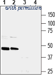 Alomone Labs ANR-027 image 1