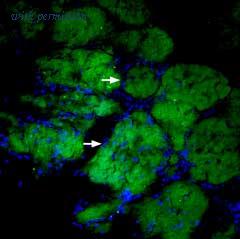 Alomone Labs ANR-041-AG image 1