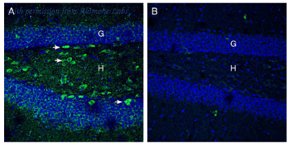 Alomone Labs ANR-121 image 2