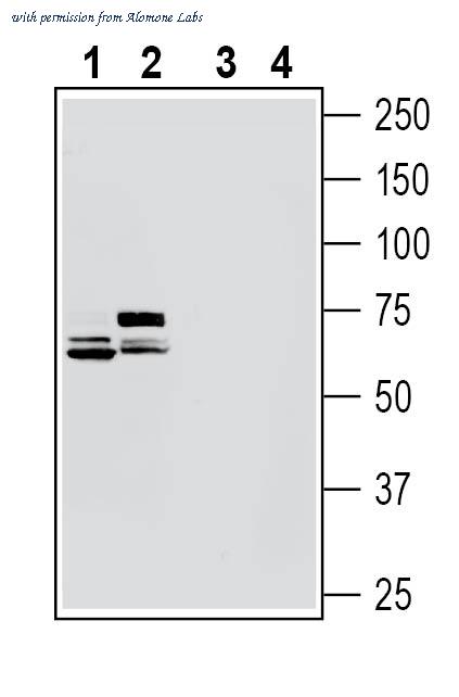 Alomone Labs ANR-123 image 1