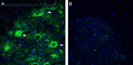 Alomone Labs ANR-123 image 2