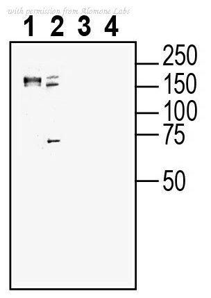 Alomone Labs ANR-135 image 1