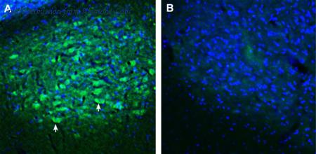 Alomone Labs ANR-135 image 2