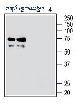 Alomone Labs ANR-175 image 1