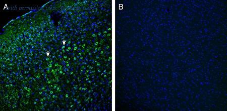 Alomone Labs ANR-181 image 2