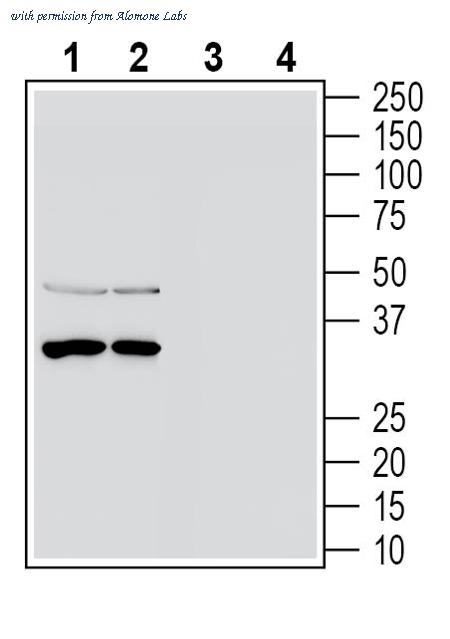 Alomone Labs ANR-185 image 1