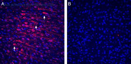 Alomone Labs ANR-185 image 2