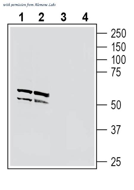 Alomone Labs ANR-191 image 1