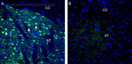 Alomone Labs ANR-191 image 2