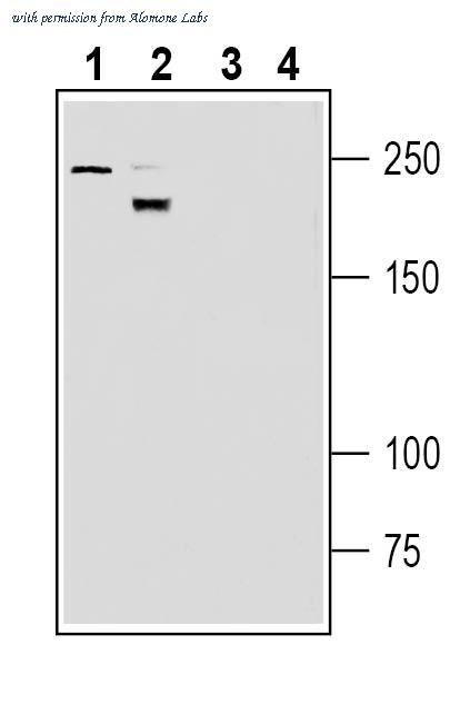 Alomone Labs ANR-195 image 1