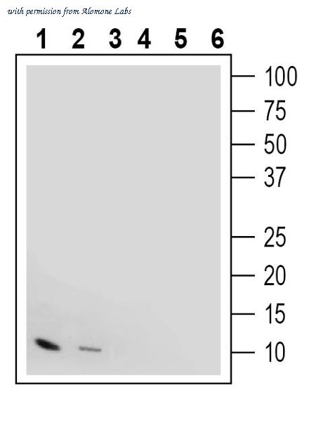Alomone Labs ANT-046 image 1