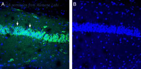 Alomone Labs ANT-046 image 2