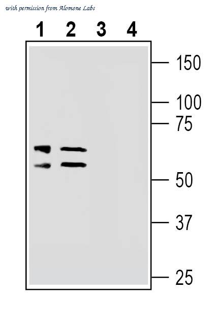 Alomone Labs ANT-108 image 1